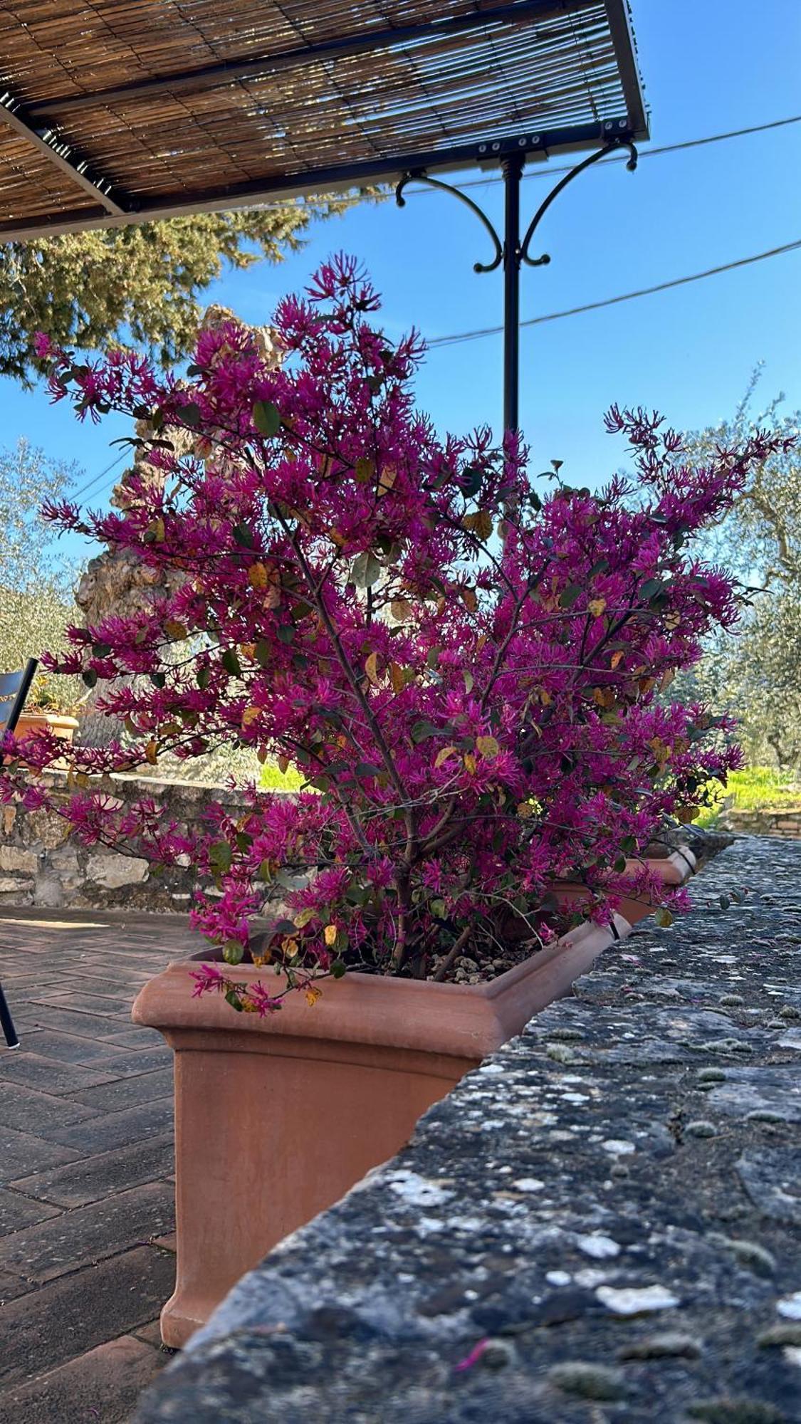 Borgo A Monti Di Sotto Villa Gaiole in Chianti Luaran gambar
